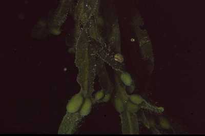 ABlasentang_k ABlasentang_k