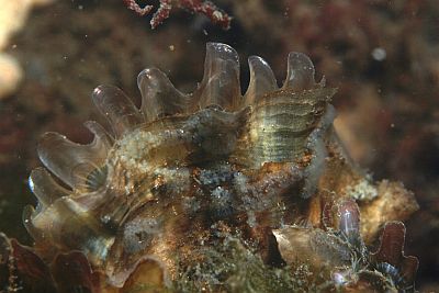 ACrassostea_gigas_007_XL_k ACrassostea_gigas_007_XL_k