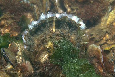 ACrassostea_gigas_012_XL_k ACrassostea_gigas_012_XL_k