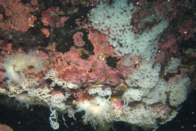 ADendronotus_frondosus_Laich002XL_k ADendronotus_frondosus_Laich002XL_k