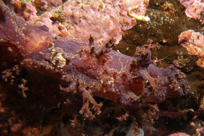 ADendronotus_frondosus_braun001XL_k ADendronotus_frondosus_braun001XL_k