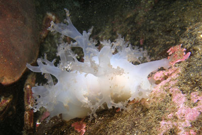 ADendronotus_frondosus_weiß010XL_k ADendronotus_frondosus_weiß010XL_k