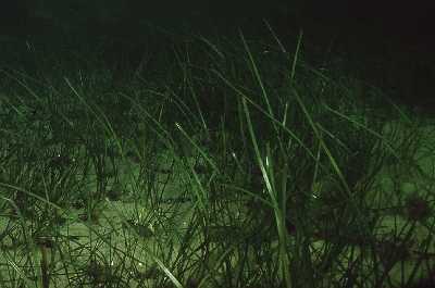 AEchtesSeegras1_k