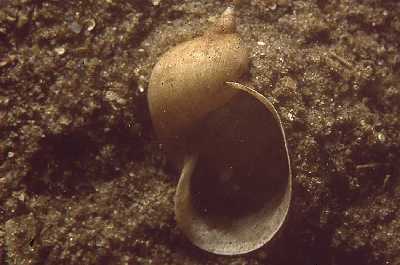 AEifSchlammschnecke_k03