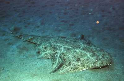 AEngelshai2XL_k AEngelshai2XL_k