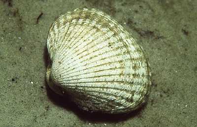 AEssbHerzm_k AEssbHerzm_k