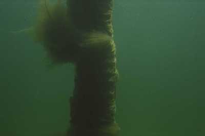 AFelsenFaserAlge1_k AFelsenFaserAlge1_k