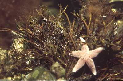 AGabelzweigtang_k AGabelzweigtang_k