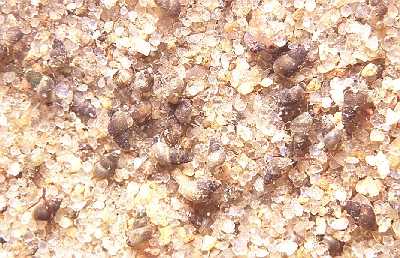 AGlatteWattschnecke2_k AGlatteWattschnecke2_k