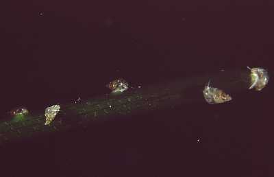 AKlRossoa_k AKlRossoa_k