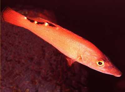 AKuckuckslippfisch_m_k AKuckuckslippfisch_m_k