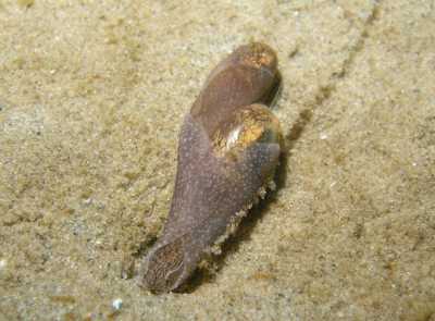 AKugelschnecke2_k AKugelschnecke2_k