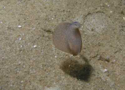 AKugelschnecke Schwimmend_k AKugelschnecke Schwimmend_k
