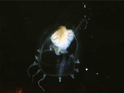 ALeuckartiara_octona002_k ALeuckartiara_octona002_k