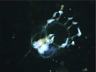 ALeuckartiara_octona004_k ALeuckartiara_octona004_k