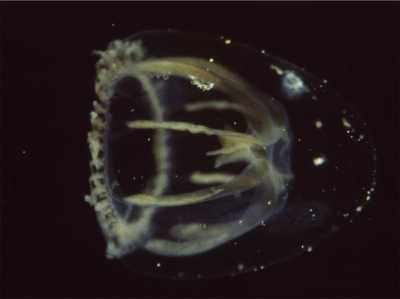 AMerlicertum_octocostatum001_k02 AMerlicertum_octocostatum001_k02