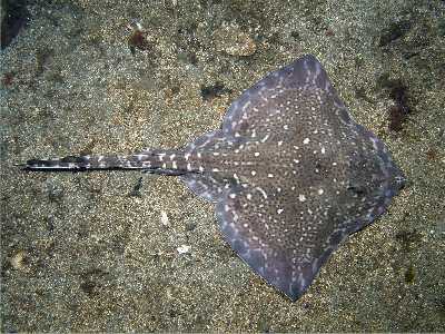 ANagelrochen1_k ANagelrochen1_k