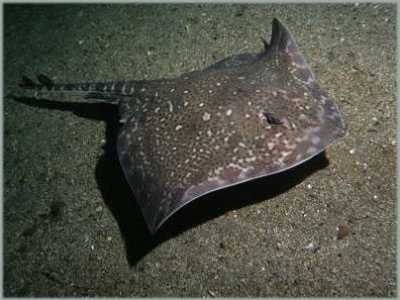 ANagelrochen_k ANagelrochen_k
