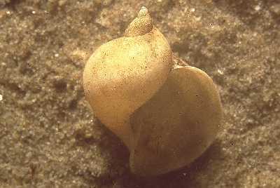 AOhrenSchlammschnecke_k02 AOhrenSchlammschnecke_k02