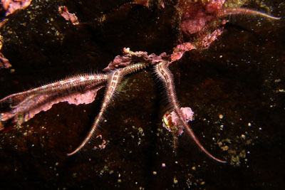 AOphiothrix_fragilisXL005_k AOphiothrix_fragilisXL005_k