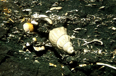 APelikanfuss_juv_k APelikanfuss_juv_k