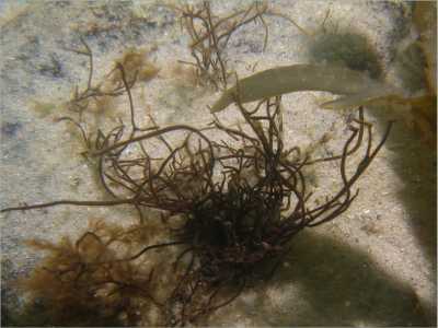 ARasen_Büschelalge_k ARasen_Büschelalge_k