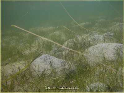 ARuppia_spiralis_k ARuppia_spiralis_k