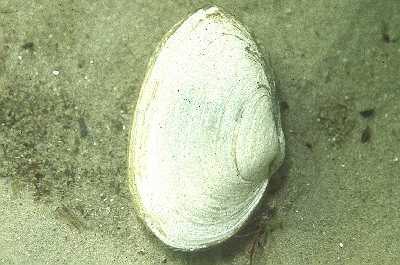 ASandklaffmuschelSchale_k ASandklaffmuschelSchale_k