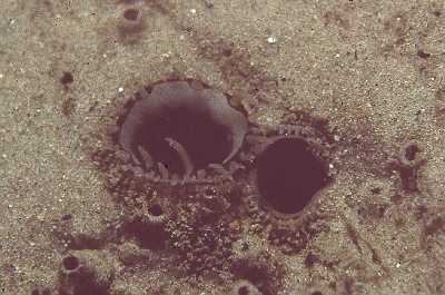 ASandklaffmuschelSyphon_k ASandklaffmuschelSyphon_k