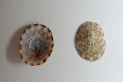 ASchildkrNapfschnecke_XL_k ASchildkrNapfschnecke_XL_k