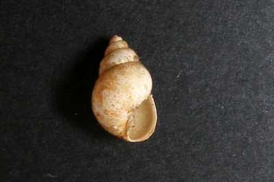 ASchnauzenschnecke_XL_k ASchnauzenschnecke_XL_k