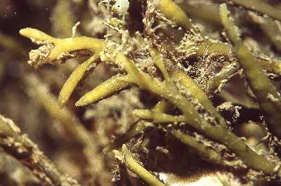 ASchotentang_k ASchotentang_k