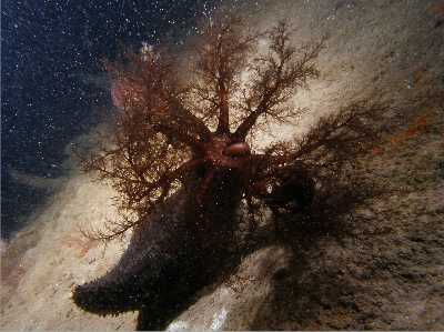 ASchwSeegurke1_k ASchwSeegurke1_k