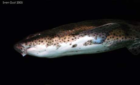 AScyliorhinus_canicula1 AScyliorhinus_canicula1