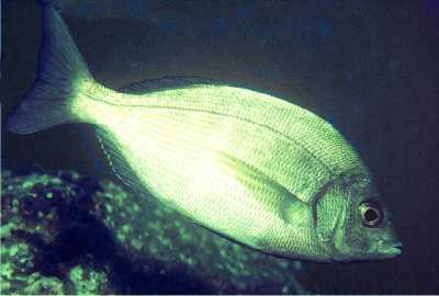 AStreifenbrasse3_k AStreifenbrasse3_k