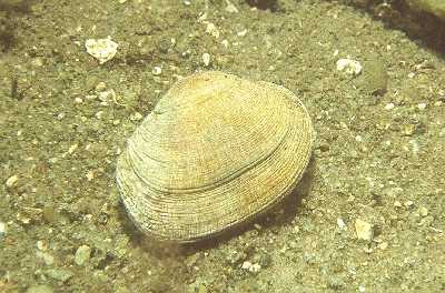 ATeppichmusch_k ATeppichmusch_k