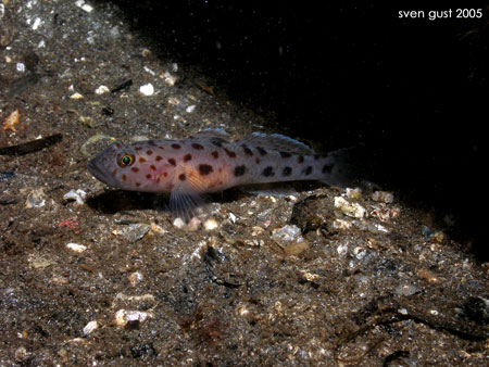 AThorogobius_ephippiatus