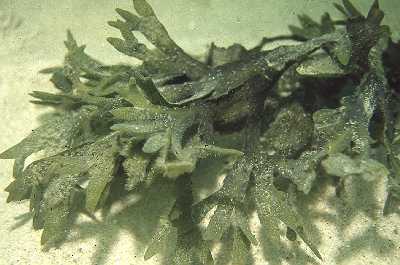 AWachsblTang_k AWachsblTang_k