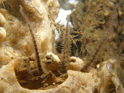 AZerbr.Schlangenstern02_k AZerbr.Schlangenstern02_k