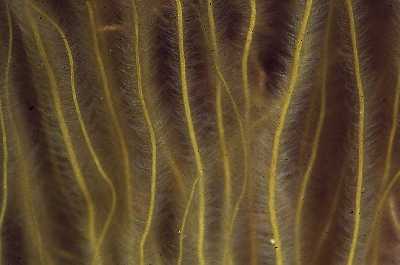 AZottMeersaite_k AZottMeersaite_k