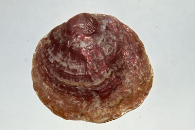 Anomia ephipplum_002_XL_k Anomia ephipplum_002_XL_k