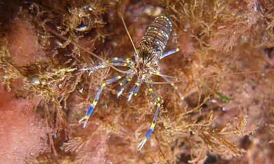 BrackwGarneleXL_k BrackwGarneleXL_k