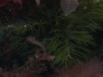 Bryopsis_plumosa_k