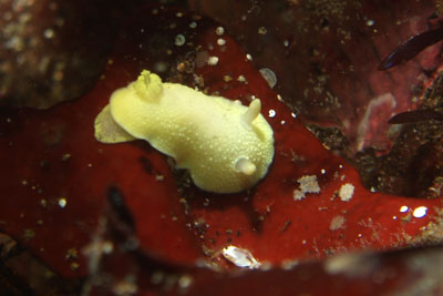 Cadlina_laevis_013_XL_k