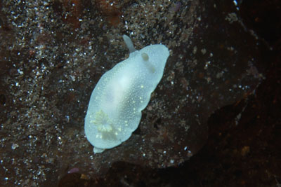 Cadlina_laevis_014_XL_k