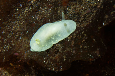 Cadlina_laevis_016_XL_k