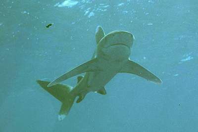Carcharhinus_longimanus_03_XL_k Carcharhinus_longimanus_03_XL_k