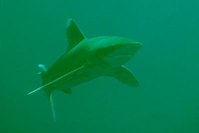 Carcharhinus_longimanus_06_XL_k Carcharhinus_longimanus_06_XL_k