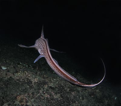 Chimaera_monstrosa17_k Chimaera_monstrosa17_k