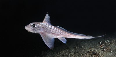 Chimaera_monstrosa6_k Chimaera_monstrosa6_k